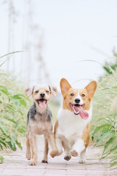 white and brown corgi besides brown dog