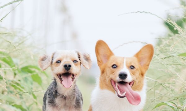 white and brown corgi besides brown dog