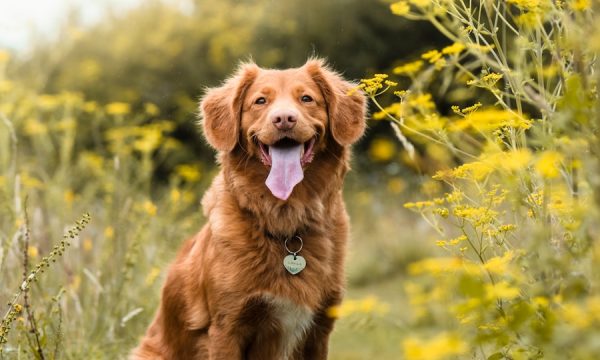 brown long coated dog on green grass field during daytime