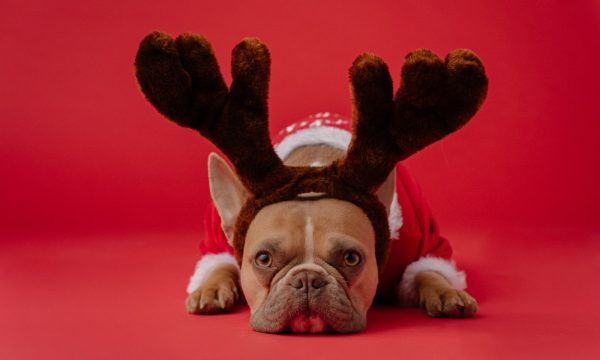 brown and white short coated dog wearing red and black scarf