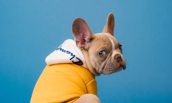 brown short coated dog in orange hoodie