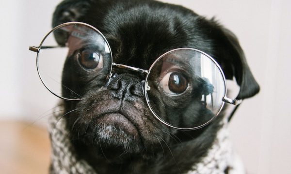 adult black pug