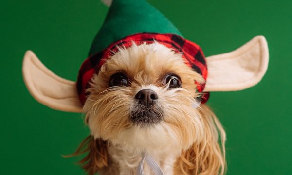 white and brown long coated small dog wearing santa hat