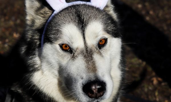 white and black siberian husky with red and white ribbon on head