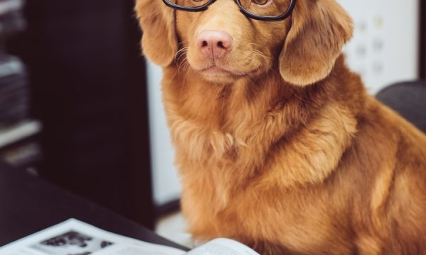 dog sitting in front of book